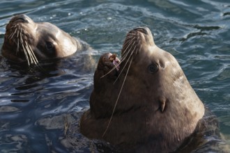 Wild Steller Sea Lion or Northern Sea Lion (Eumetopias Jubatus) with open mouth and teeth fangs