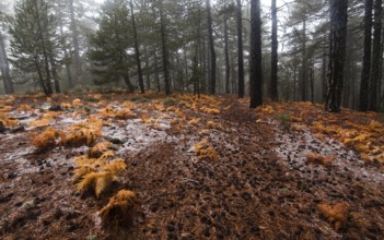 Winter forest landscape at Troodos mountains with orange plants on the ground in the island of