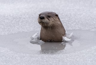 River Otters Saskatchewan Prince Albert National Park Close
