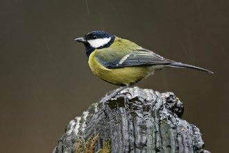Great Tit in the rain