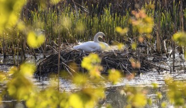 Wildlife Birds in Germany Swan