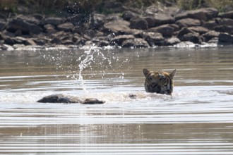 Tiger (Panthera tigris), Bengal tiger or Indian tiger, big cat (Pantherinae), carnivore