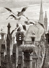 Storchennester in der Stadt Straßburg, Elsass, Frankreich, 19. Jahrhundert