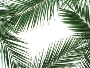 Palm leaves isolated on white background. Tropical leaves top view or flat lay. Tropical