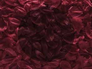 Background of red peony petals. Bright saturated red purple peony pattern background. Burgundy