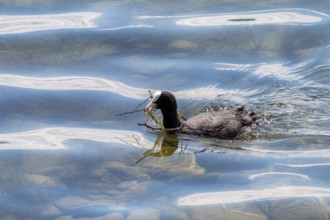 Eurasian Coot (Fulica atra) with nesting material, swimming, Lake Constance, Germany, Europe