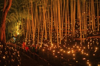 Bamboo forest light up (small desk Castle forest of citizen). Shooting Location: Yokohama-city