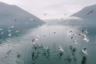 Flock of seagulls circling above the water.