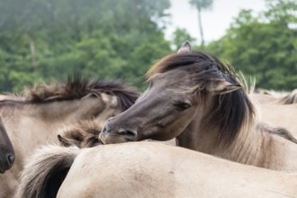 The Dülmen horses live wild near Dülmen, in the Merfelder Bruch nature reserve in North