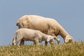 Ewe with lamb on the dyke, Lower Rhine, June, North Rhine-Westphalia, Germany, Europe