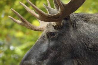 Eurasian elk, Alces alces