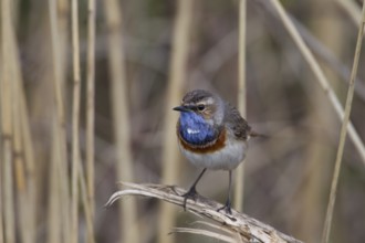 Bluethroat, Luscinia svecica, bluethroat