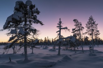 Winter landscape at dusk, Muddus National Park, Norrbotten, Lapland, Sweden, December 2015, Europe