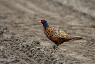 Pheasant (Phasianus colchicus)