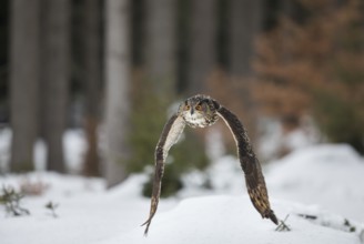 Uhu, Bubo bubo, Eurasian eagle-owl