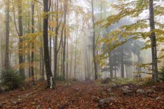 Beech, forest, autumn, italy