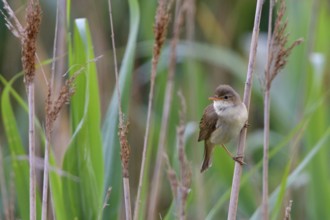 Eurasian reed warbler singing in the reeds. Eurasian reed warbler (Acrocephalus scirpaceus) singing