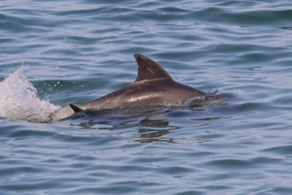 Bottlenose dolphin, (Tursiops truncatus), dolphin, dolphin, mammals, animals, Dhofar Governorate,