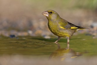 Greenfinch (Chloris chloris) Family of sparrows, male Lesbos, Greece, Europe