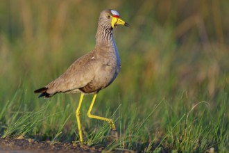 Senegal Lapwing, (Vanellus senegallus), Africa, South Africa, KwaZulu-Natal, Triele family,