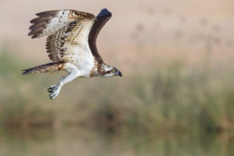 An osprey in search of food, (Pandiaon haliaetus), family of birds of prey, biotope, habitat,