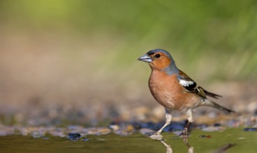 Chaffinch, (Fringilla coelebs), foraging, biotope, Wadi Darbat, Salalah, Greece, Oman, Europe