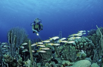 Diver and yellow mullet, Mulloidichthys martinicus, Netherlands Antilles, Bonaire, Caribbean,