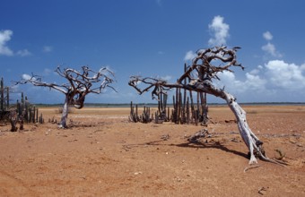 Dead tree and cacti, Netherlands Antilles, Bonaire