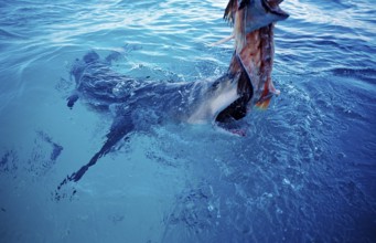 Biting Lemon Shark at the surface, Negaprion brevirostris, Bahamas, Atlantic Ocean, Central America