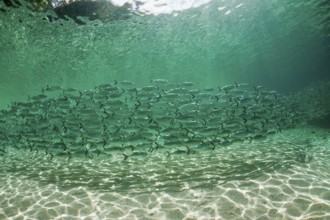 Shoal of yellow-striped herring mackerel in the lagoon of Ahe Island, Selaroides leptolepis,