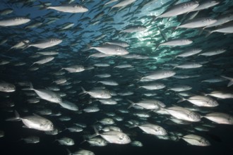 Shoal of bigeye jackfish, Caranx sexfasciatus, Tulamben, Bali, Indonesia, Asia