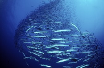Darkfin Barracudas, Sphyräna qenie, Sudan, Africa, Red Sea, Africa