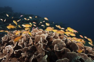 Green bannerfish on the reef, Pseudanthias huchtii, Florida Islands, Solomon Islands, Oceania
