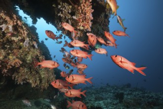 Soldierfish on the reef, Mypristis sp., Baa Atoll, Indian Ocean, Maldives, Asia