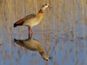 Egyptian goose, (Alopochen aegyptiacus), biotope, habitat, foraging, Wagbachniederung nature