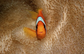 Red Sea Anemonefish, Amphiprion bicinctus, Djibouti, Djibouti, Africa, Afar Triangle, Gulf of Aden,