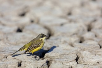 Black-headed Yellow Wagtail, Black-headed Wagtail, Motacilla flava feldegg, Motacilla feldegg,