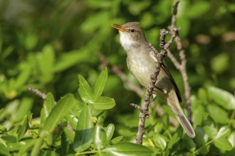 Olive warbler, (Hippolais olivetorum), animal, animals, bird, birds, biotope, habitat, perch,