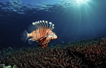 Common lionfish over seagrass, Pterois volitans, Indonesia, Wakatobi Dive Resort, Sulawesi, Indian