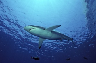 Silky shark, Carcharhinus falciformis, Egypt, Red Sea, Brother Islands, Africa