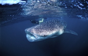 Whale shark and snorkeller, Rhincodon thypus, Djibouti, Djibouti, Africa, Afar Triangle, Gulf of
