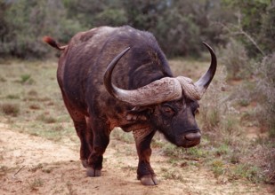 Cape buffalo, Syncerus caffer, South Africa, Addo Elephant National Park, Africa