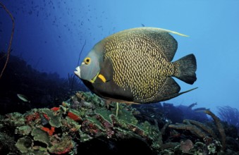 French Angelfish, Pomacanthus paru, Martinique, Lesser Antilles, Caribbean, Caribbean Sea, North