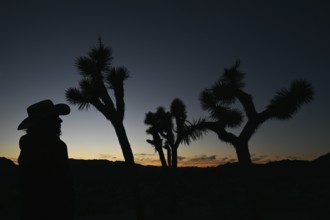 Sunset in Joshua Tree National Park, California, USA, North America
