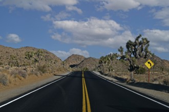 Joshua Tree National Park, California, USA, North America