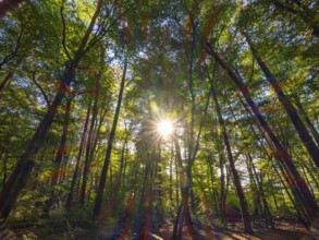 Forest with deciduous trees against the light, the sunlight refracts in spectral colours, Offenbach