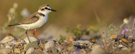 Animals, birds, plover, Kentish plover, (Charadrius alexandrinus), biotope, habitat, foraging,
