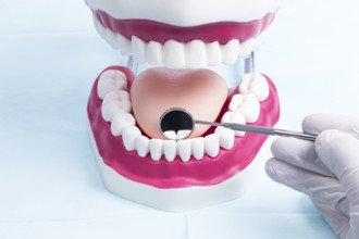 The photo shows a dental model which is checked using a mouth mirror