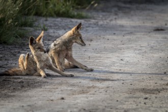 Two Black-backed jackals sitting in the sand in the Central Kalahari, Botswana, Africa