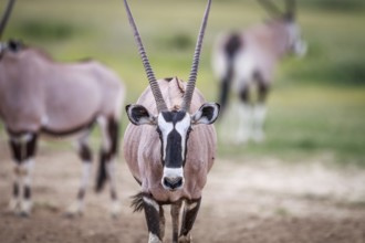 Gemsbok starring at the camera in the Kgalagadi Transfrontier Park, South Africa, Africa